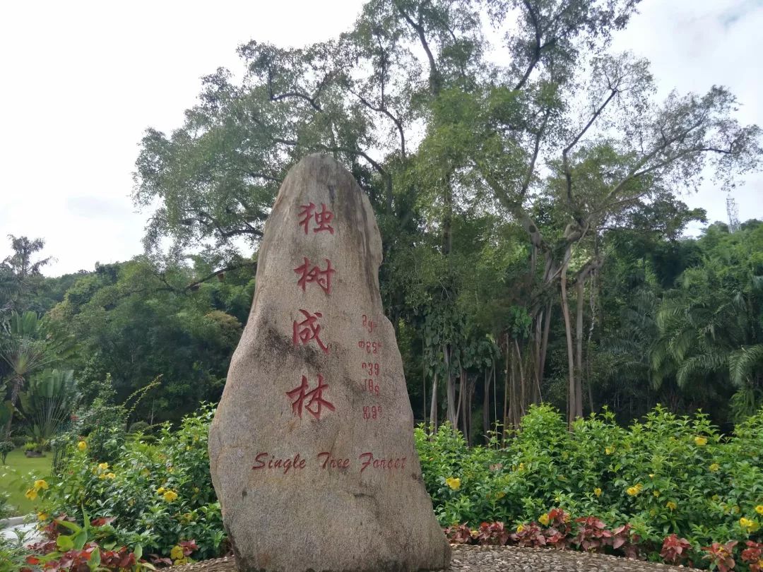 獨樹成林：一場穿越傣族文化的深度沉浸之旅